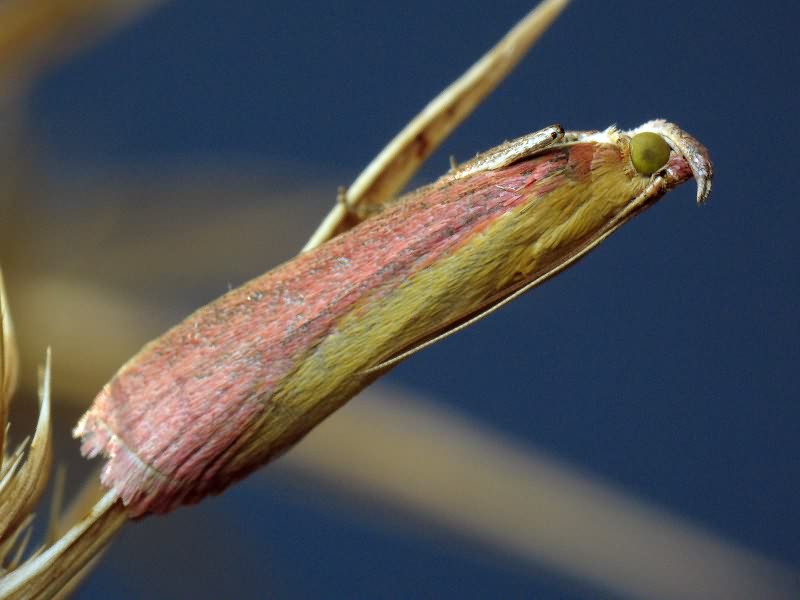 Oncocera (Alophia) semirubella (Scopoli, 1763)